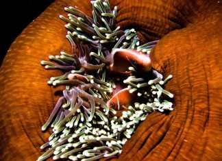 Guide to Diving in Pulau Komodo – Diving with Dragons