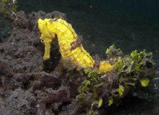 Guide to Diving in Lembeh Straits – Muck Diving Capital