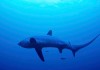 Guide to Diving in Malapascua – Thresher Sharks