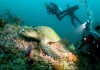 Guide to Diving in Puerto Galera – A Diver’s Paradise