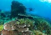 Guide to Diving in Pulau Redang – Beautiful Coral Gardens