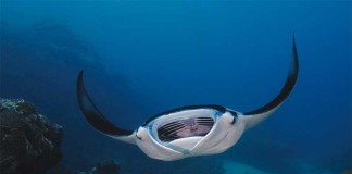 Guide to Diving in Yap – Pacific’s Marine Paradise