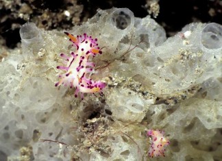 Guide to Diving in Ambon – One of Diving’s Meccas