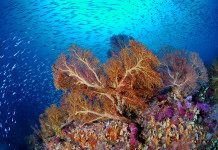 Guide to Diving in Sangalaki – An Untouched Bliss