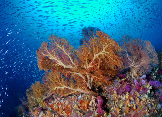 Guide to Diving in Sangalaki – An Untouched Bliss