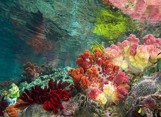 Guide to Diving in Triton Bay – A Dive Hotspot