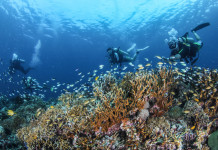 Guide to Diving in Leyte – Turtles and White Beaches