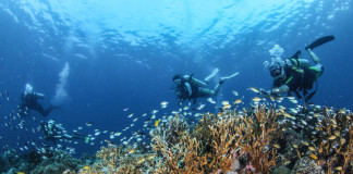 Guide to Diving in Leyte – Turtles and White Beaches