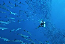 Guide to Diving in Phuket – The Pearl of Thailand