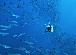 Guide to Diving in Phuket – The Pearl of Thailand