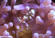 VIDEO : Diving with Macro Creatures at Koh Tao