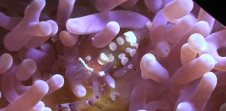 VIDEO : Diving with Macro Creatures at Koh Tao
