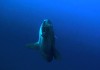 VIDEO : Diving with Mola Mola in Bali