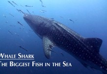 VIDEO : Diving with Whale Shark at Koh Tao