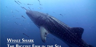 VIDEO : Diving with Whale Shark at Koh Tao