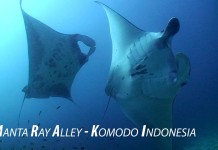 VIDEO : Manta Rays at Manta Alley in Komodo Islands