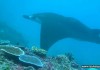 VIDEO : Manta Rays & Mola Mola in Bali