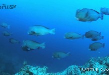 VIDEO : The Best of Diving in Pulau Sipadan