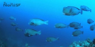 VIDEO : The Best of Diving in Pulau Sipadan