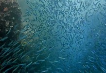 VIDEO : The Best of Diving in Raja Ampat