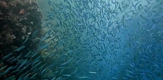 VIDEO : The Best of Diving in Raja Ampat